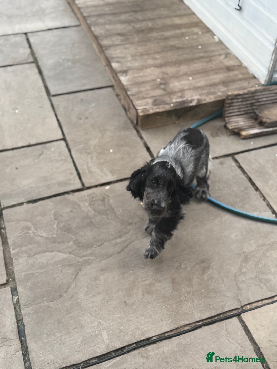Cocker Spaniel dogs for sale: Blue roan show cocker spaniel  - Image 4