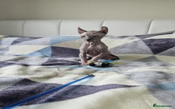 Sphynx cats for sale: Sphynx kitten - Image 4