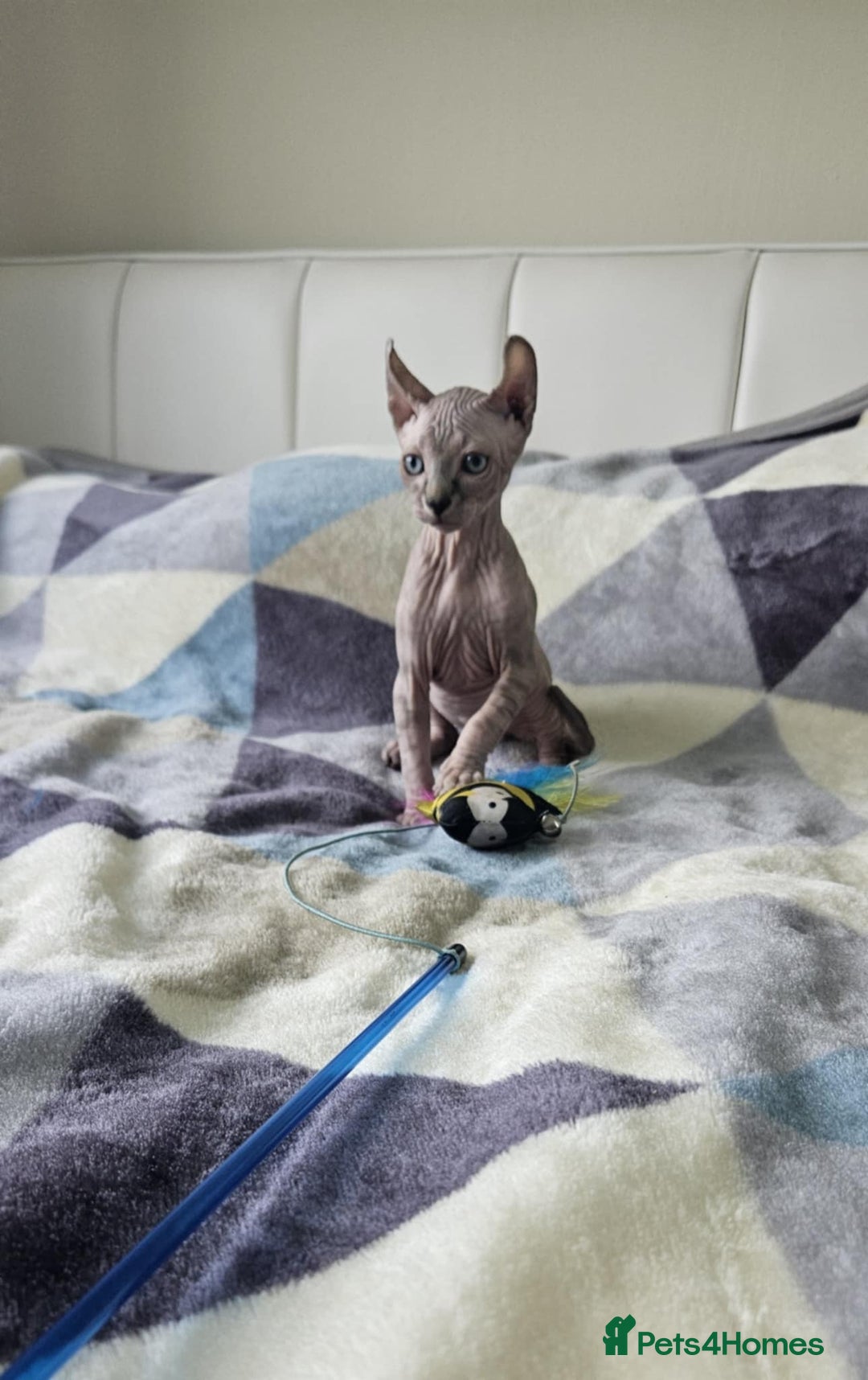 Sphynx cats for sale: Sphynx kitten - Image 4