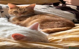 Maine Coon cats for sale: Garfield - mixed Maine coon - Image 5