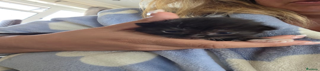 British Longhair Kitten 6