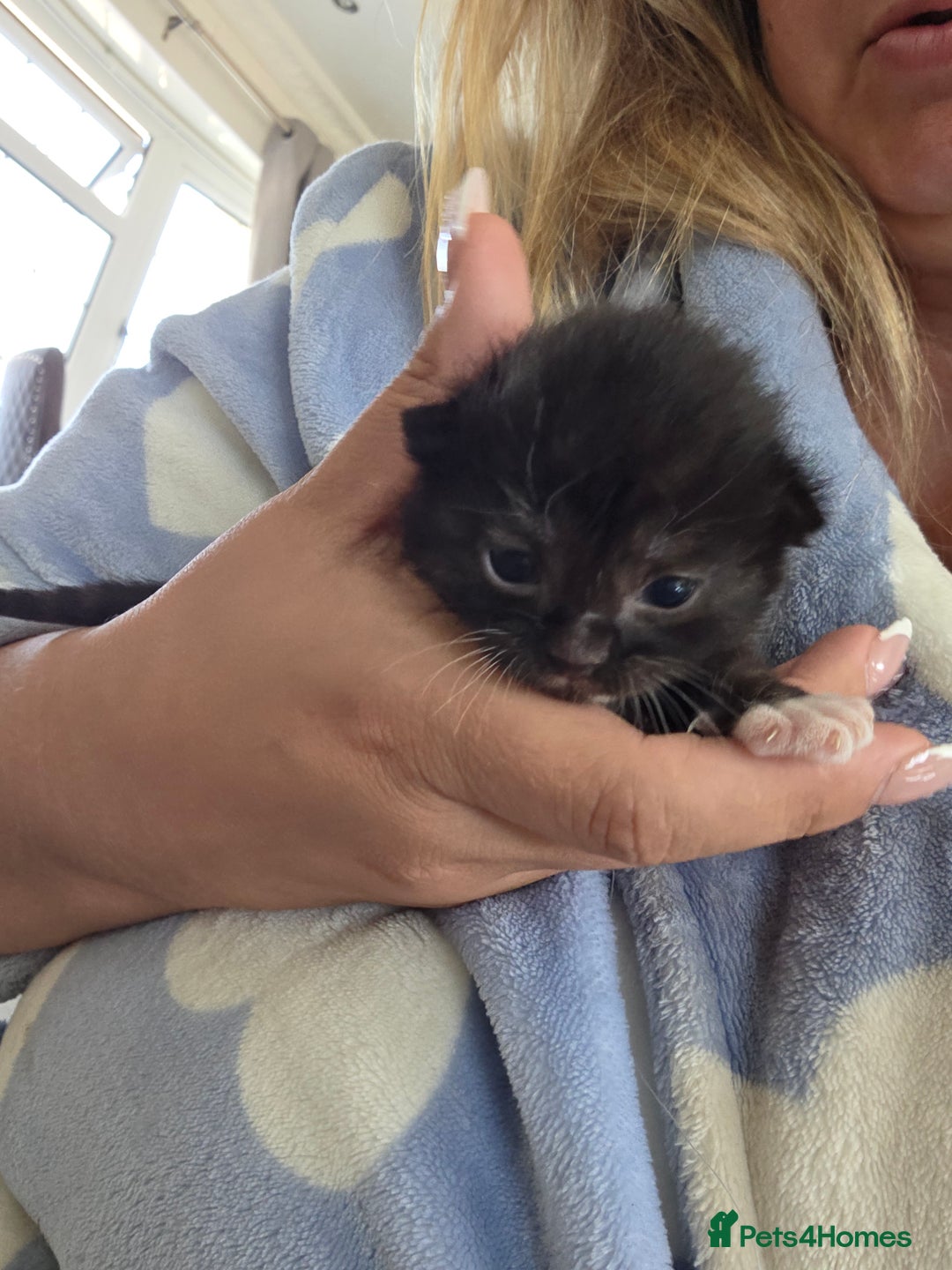 British Longhair cats for sale: 6 long haired kittens - Image 6