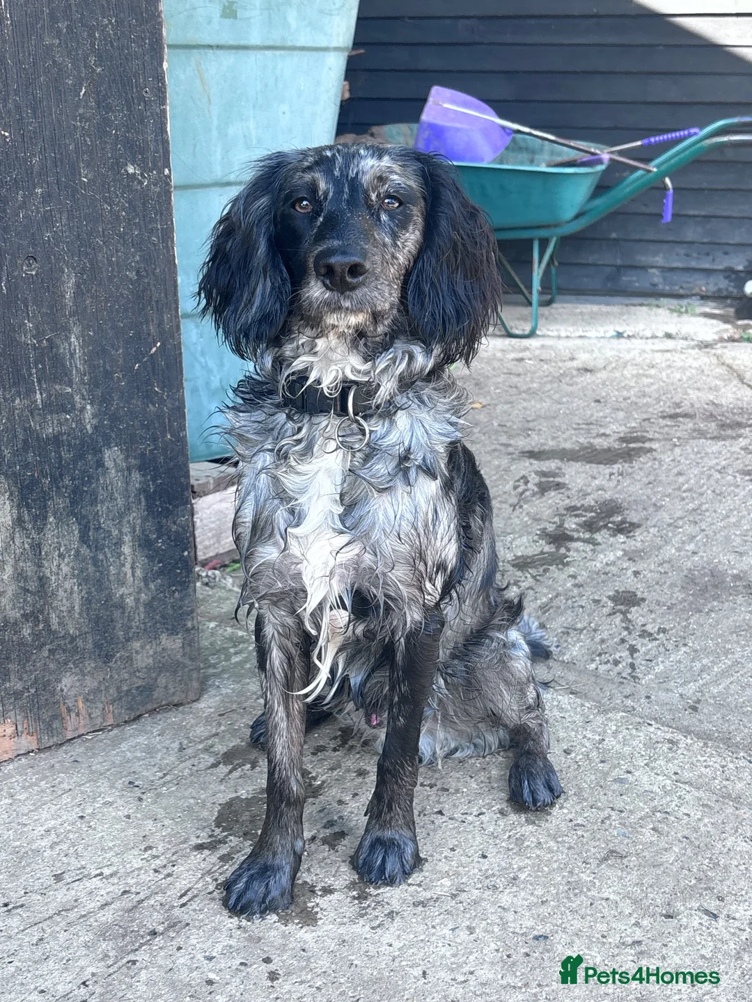 Cocker Spaniel dogs for sale: Experienced home only!  in Haverhill - Advert 2
