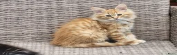 Maine Coon cats for sale: Maine Coons Ready Now!! 4 male 1 female  - Advert 4