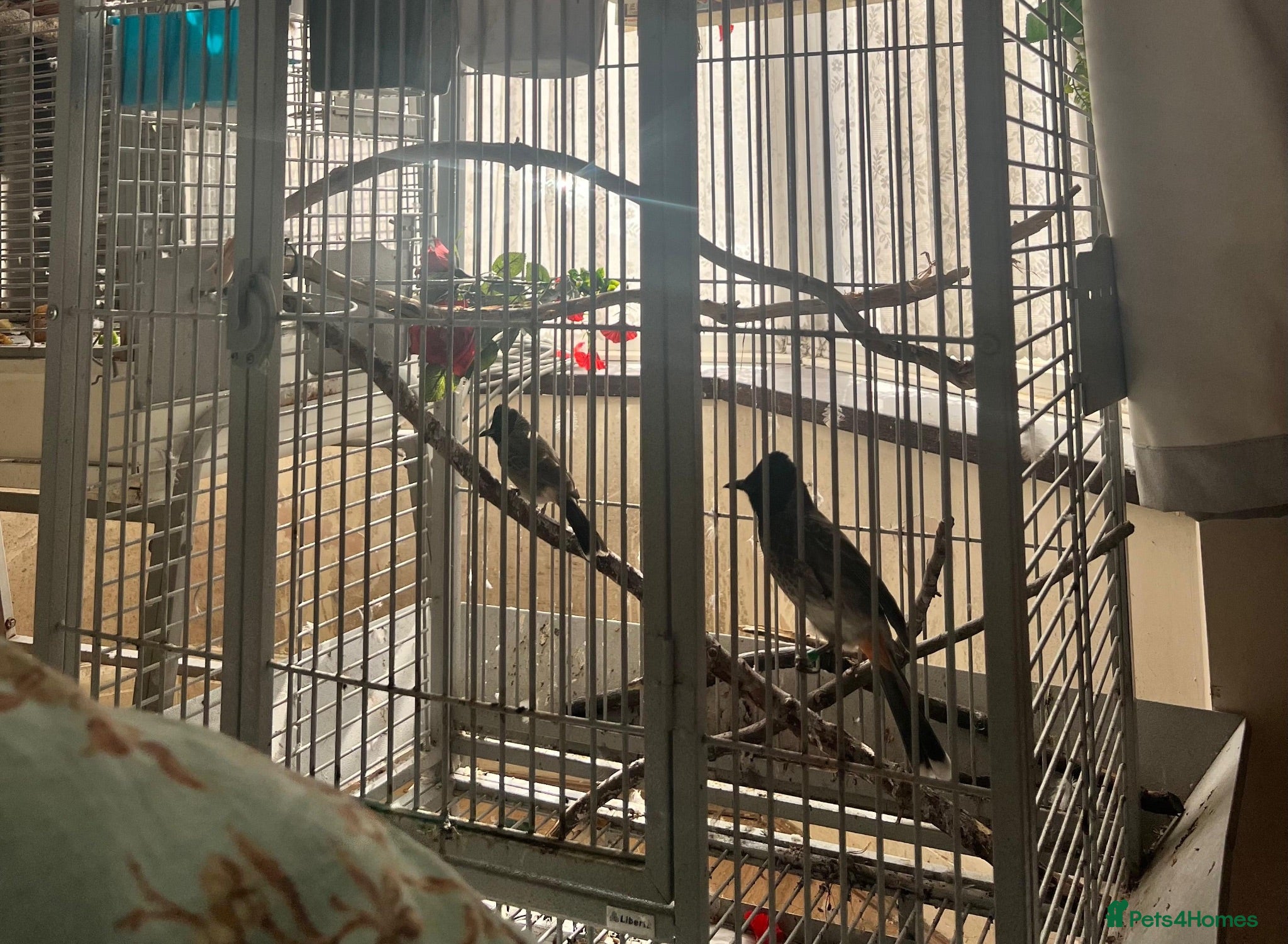 Parrots birds Red- vented bulbul - Advert 3