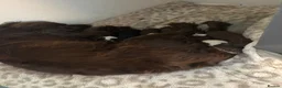 Mixed Breed dogs for sale: Collie Cockers  in Glasgow - Advert 6
