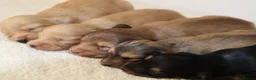 Miniature Dachshund dogs for sale: 5*Licensed+CREAM+LONGHAIR+Kc+PRACLEAR+VetChecked - Advert 19