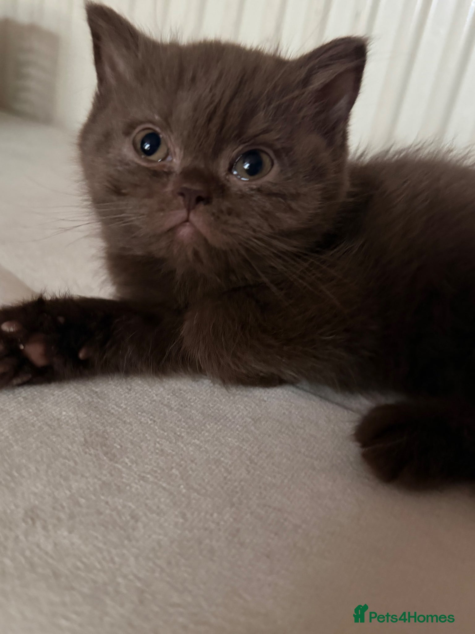 British Shorthair cats Stunning gccf lilac and chocolate females 🐾 - Advert 1