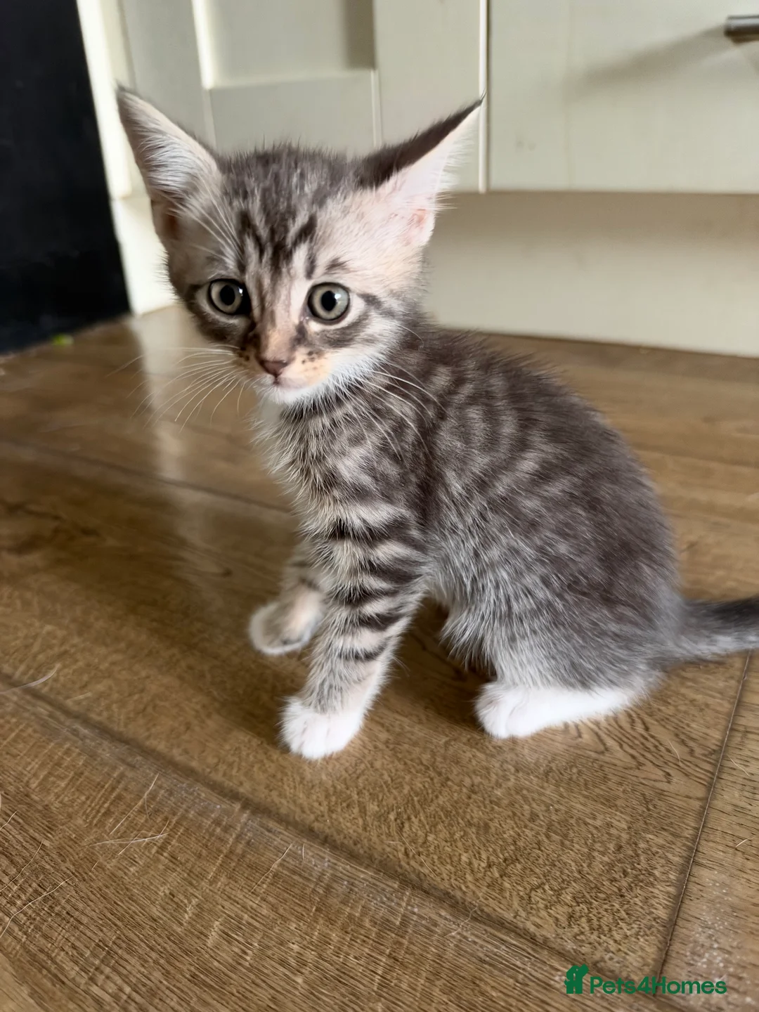 Mixed Breed cats for sale: 2 gorgeous sister kittens  - Advert 2