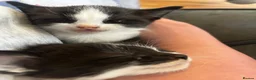Mixed Breed cats for sale: Black and white kittens  - Advert 7