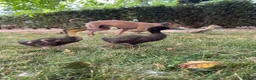 Ducks poultry for sale:     ❤️ Four Beautiful Hand-Reared Ducklings  in Stowmarket - Advert 3