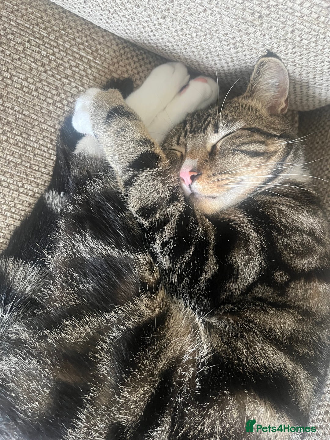 Domestic Shorthair cats for sale: Cat rehome  - Advert 3