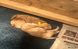 Cavapoo dogs for sale: Cavapoo Puppies for Sale - Image 14