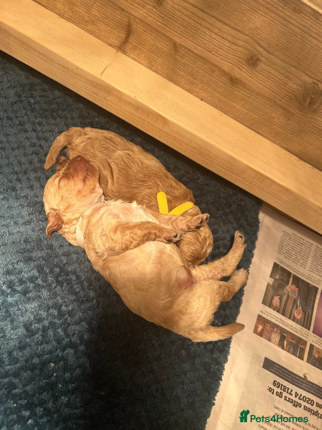 Cavapoo dogs for sale: Cavapoo Puppies for Sale - Image 14