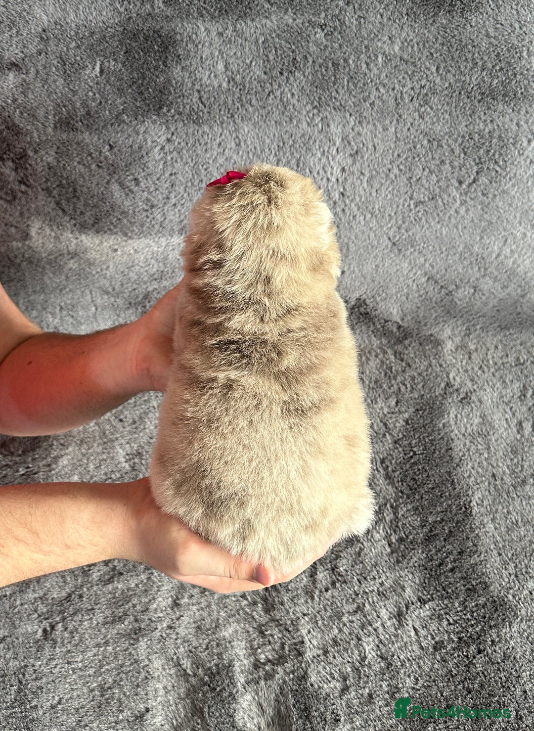 Chow Chow dogs for sale: Exotic colour Pure chow chow puppies for sale  - Image 16
