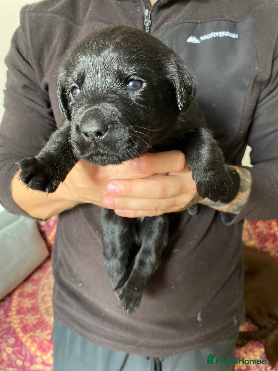 Mixed Breed dogs for sale: Beautiful pointer lab puppies!  - Image 32