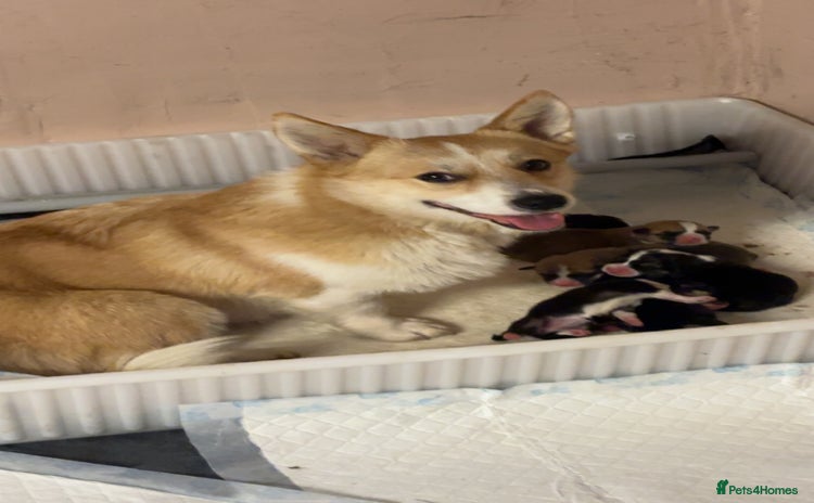 Welsh Corgi Pembroke dogs KC registered PEMBROKESHIRE CORGI puppies. 2M 4F - Advert 4