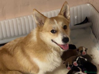 Welsh Corgi Pembroke dogs KC registered PEMBROKESHIRE CORGI puppies. 2M 4F - Advert 2