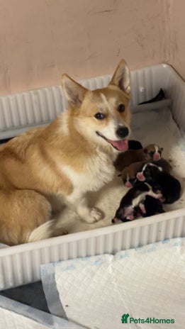 Welsh Corgi Pembroke dogs KC registered PEMBROKESHIRE CORGI puppies. 2M 4F - Advert 1