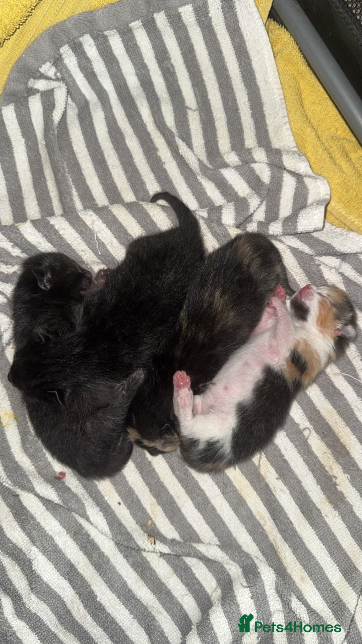 Mixed Breed cats 4 beautiful kittens  - Advert 1