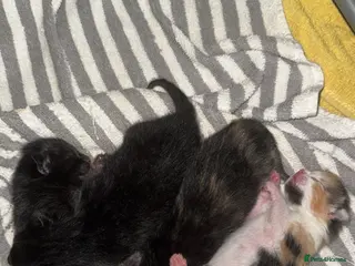 Mixed Breed cats 4 beautiful kittens - Advert 3