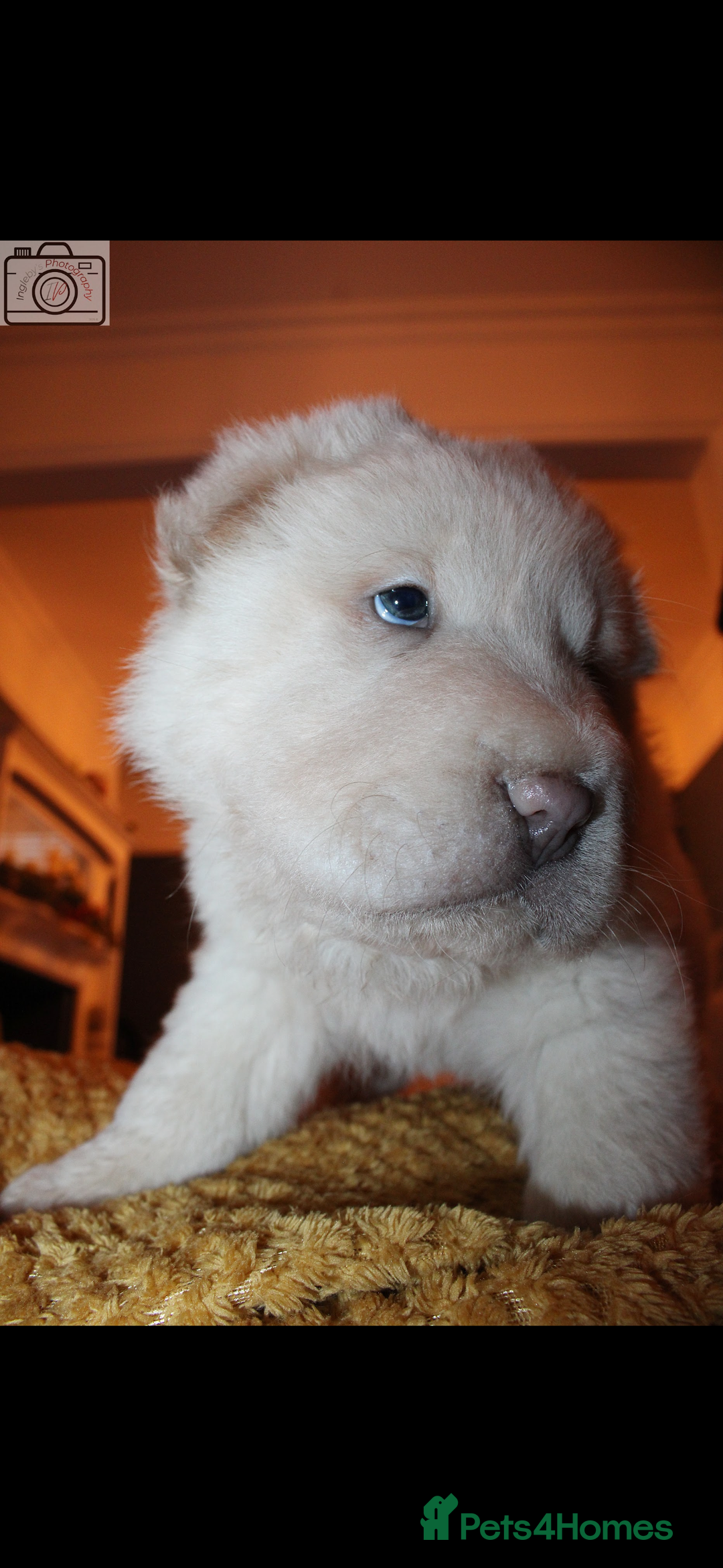 Shar Pei dogs for sale: 3  Gorgeous bears 🐻  - Advert 1