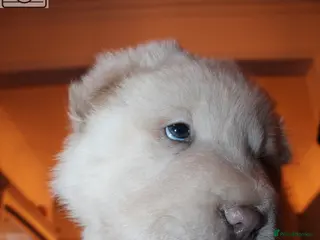 Shar Pei dogs ONLY 2 bears boys left ready to leave now 🐻 🐻 - Advert 2