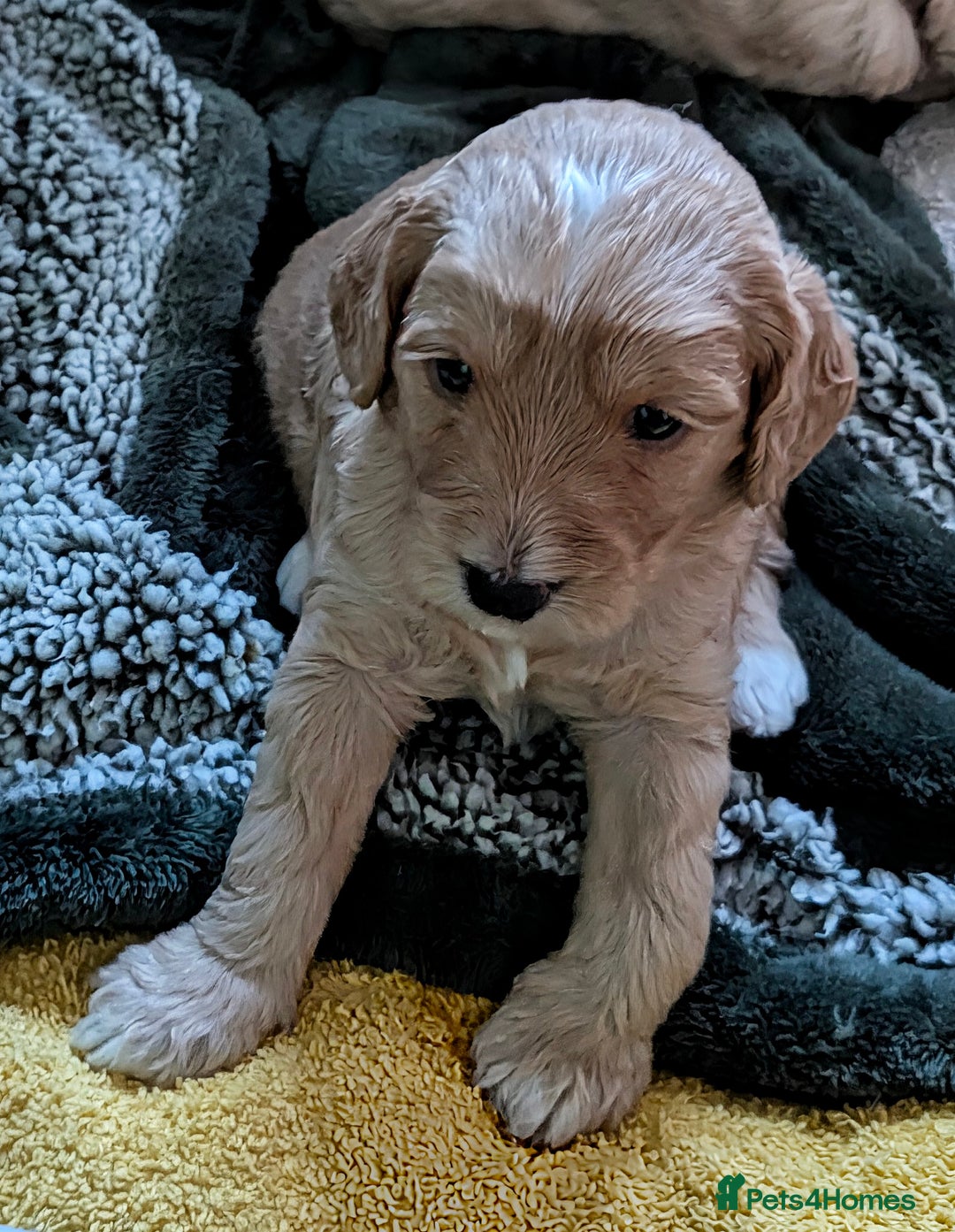 Cockapoo dogs for sale: Stunning cockapoos  - Advert 4