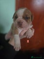 American Bully Puppy 3