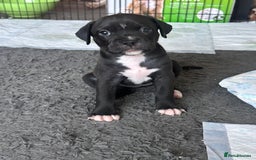 Mixed Breed dogs for sale: Pups for sale - Image 22