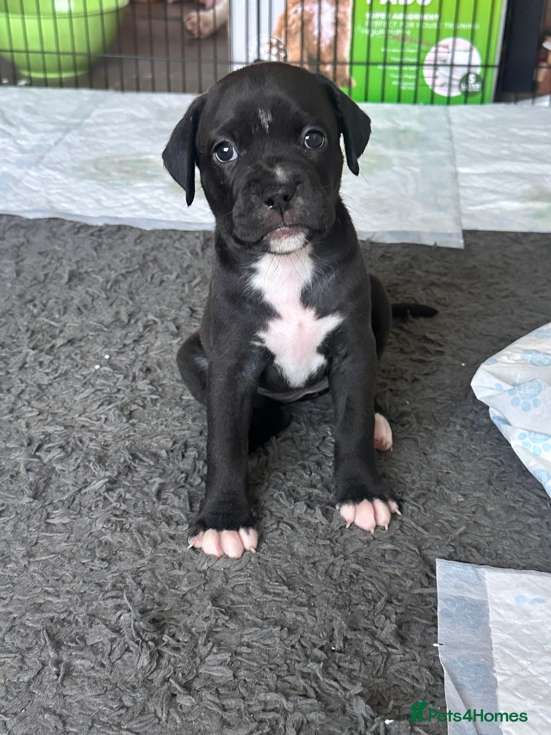 Mixed Breed dogs for sale: Pups for sale - Image 22