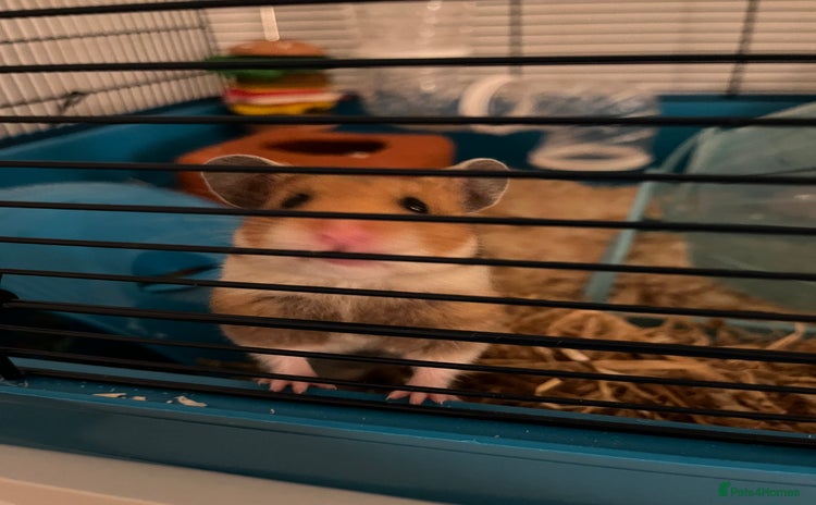 Hamster rodents - Advert 6