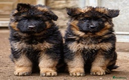 German Shepherd dogs for sale: 💥Champion🩸line KC Reg GermanShepherd puppy’s GSD - Image 1