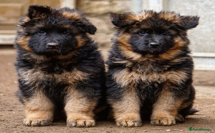 German Shepherd dogs - Advert 16