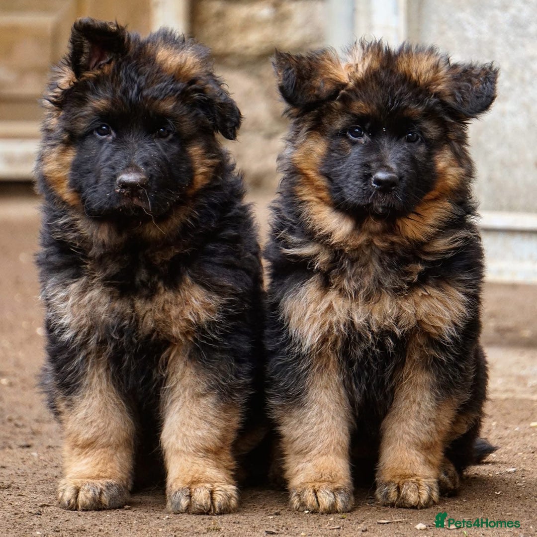 German Shepherd dogs for sale: 💥Champion🩸line KC Reg GermanShepherd puppy’s GSD - Image 1