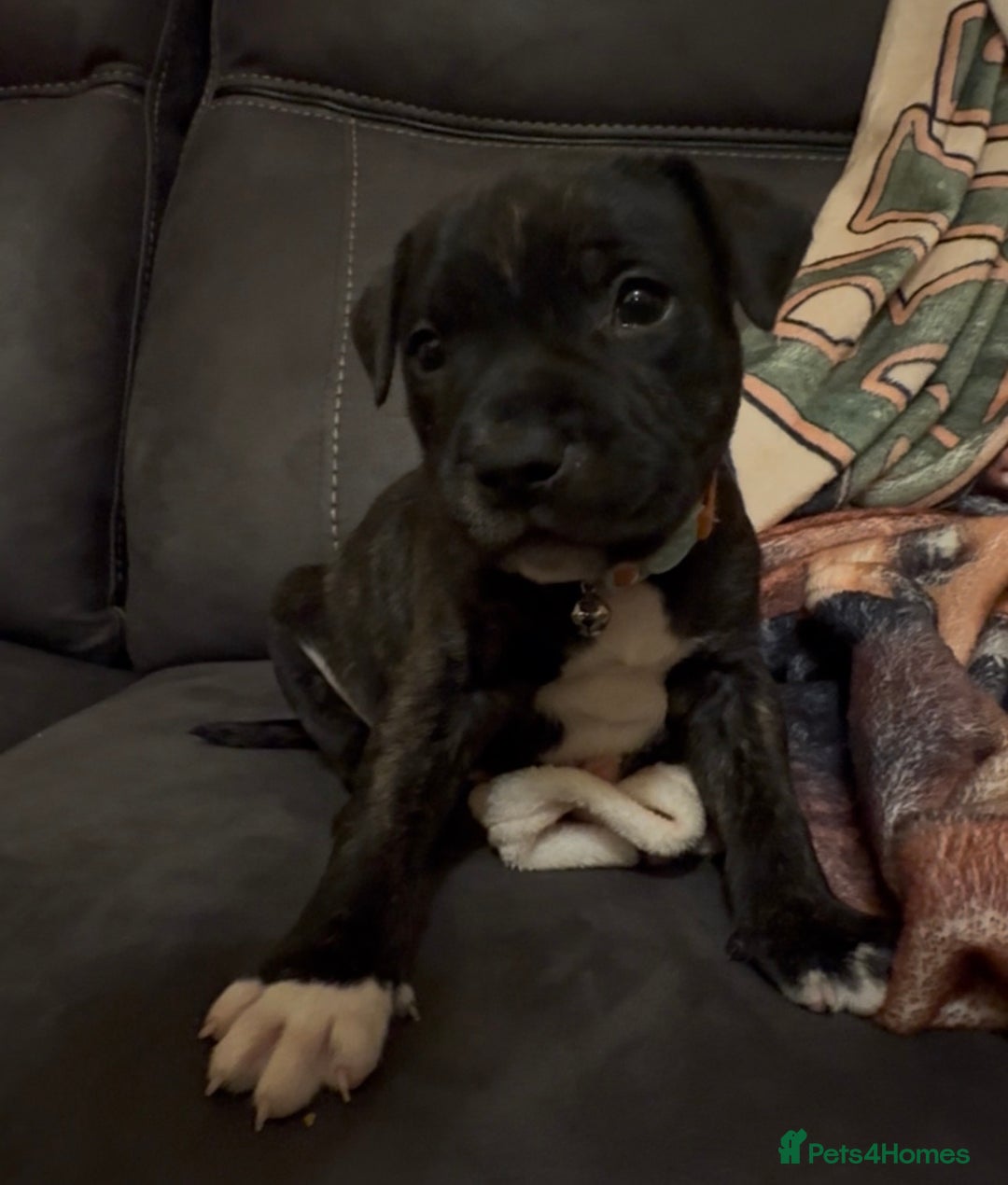 Staffordshire Bull Terrier dogs for sale: 6 Staffordshire pups - Advert 14
