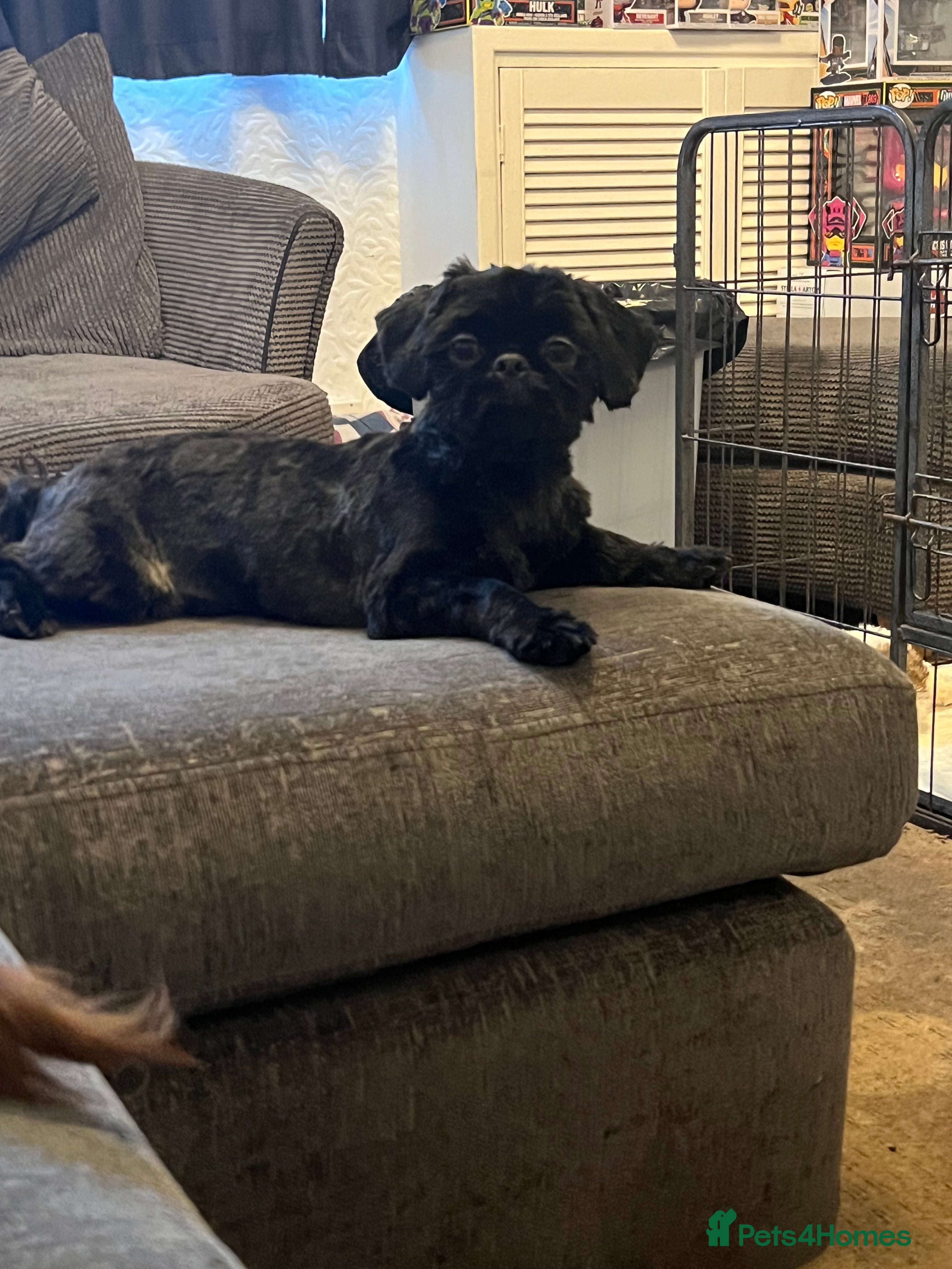 Shih Tzu dogs Handsome male Shih tzu - Advert 2