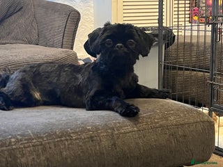 Shih Tzu dogs Handsome male Shih tzu - Advert 5