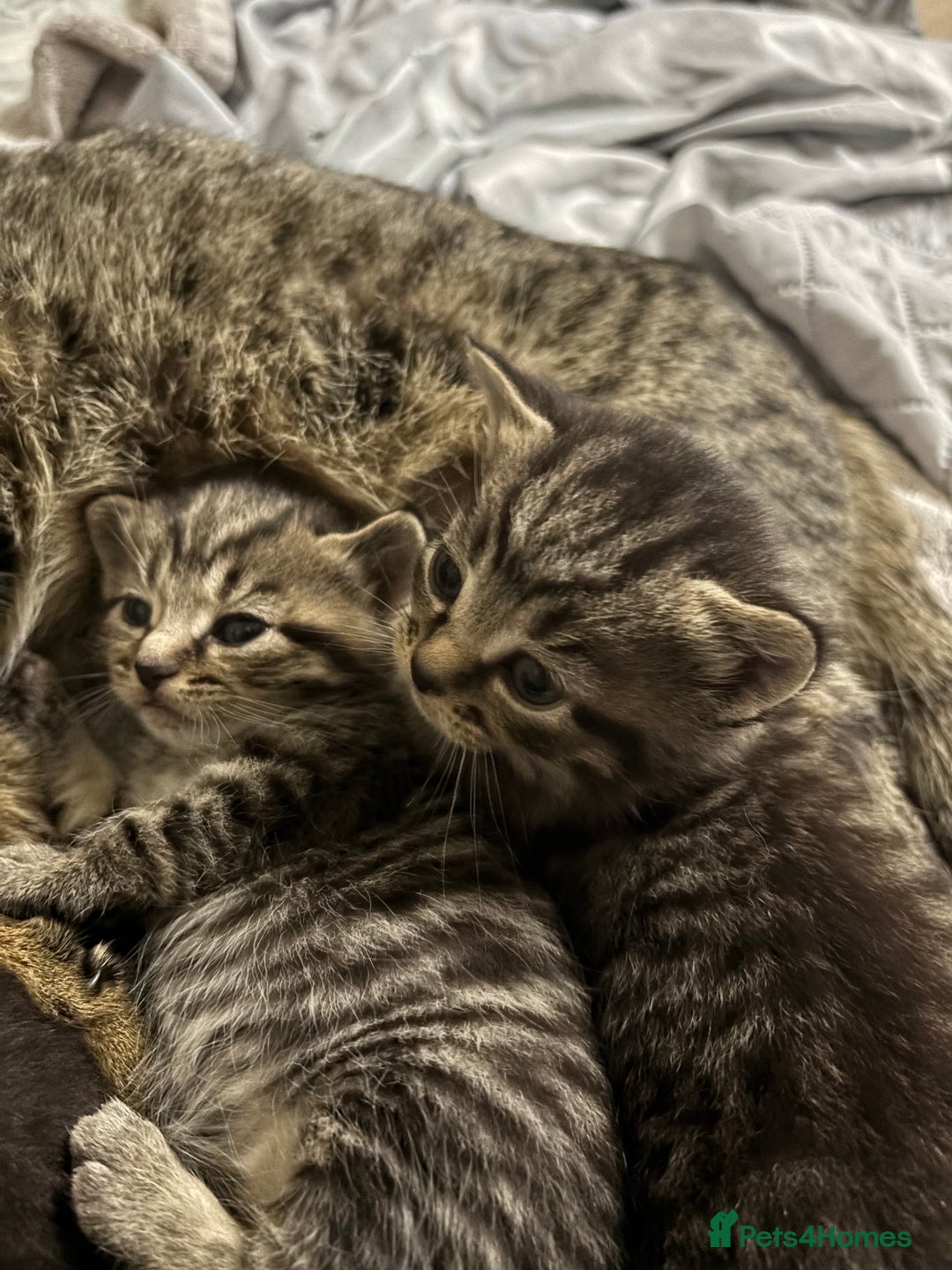 Domestic Shorthair cats for sale: Domestic short haired  black tabby kittens  - Advert 5