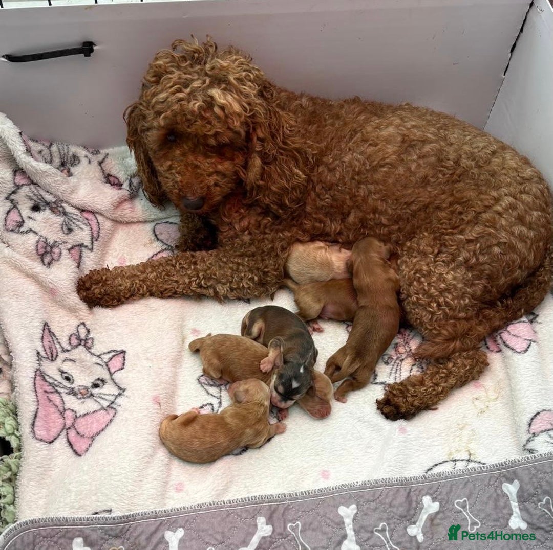 Cockapoo dogs for sale: Cockapoo pups  - Advert 2