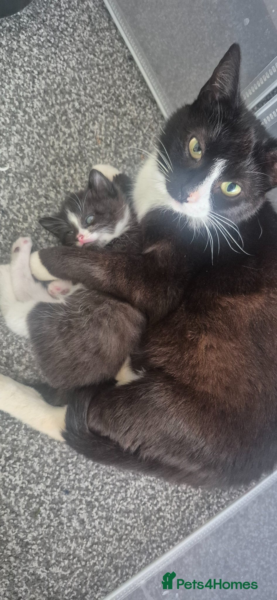 British Shorthair cats Female and male kittens ready june.  - Advert 3