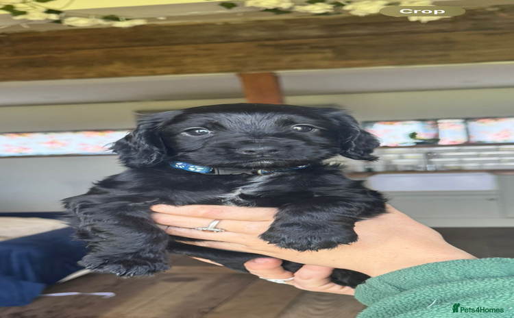 Cocker Spaniel dogs - Advert 12
