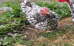 Chickens poultry for sale: Silver laced wynadotte breeding pair - Image 3