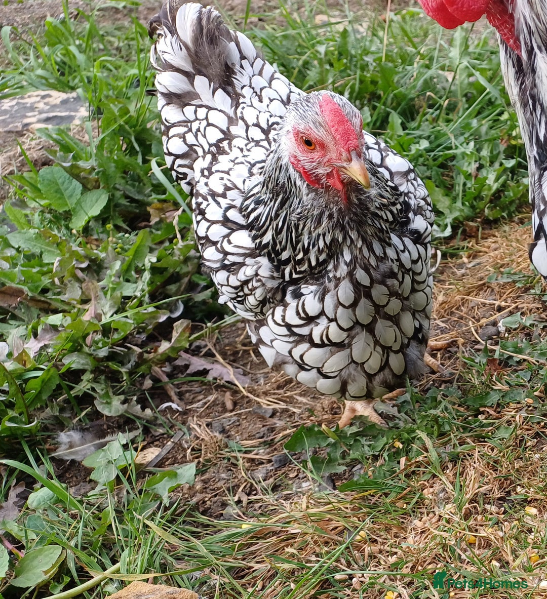 Chickens poultry for sale: Silver laced wynadotte breeding pair - Image 3