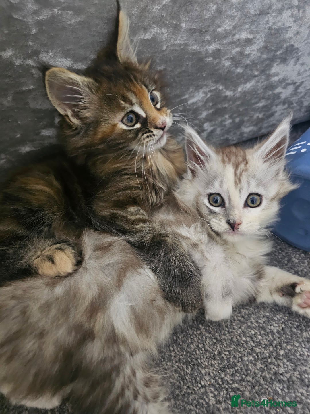 Maine Coon cats for sale:  TICA Maine coon kittens ready to leave - Advert 1