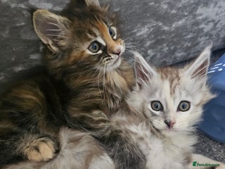 Maine Coon cats TICA Maine coon kittens ready to leave - Advert 13