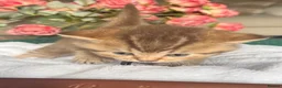 British Shorthair cats for sale: Chocolate golden kittens  - Advert 5