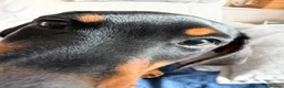 Dobermann dogs for sale: Beautiful male Dobermann  - Advert 3