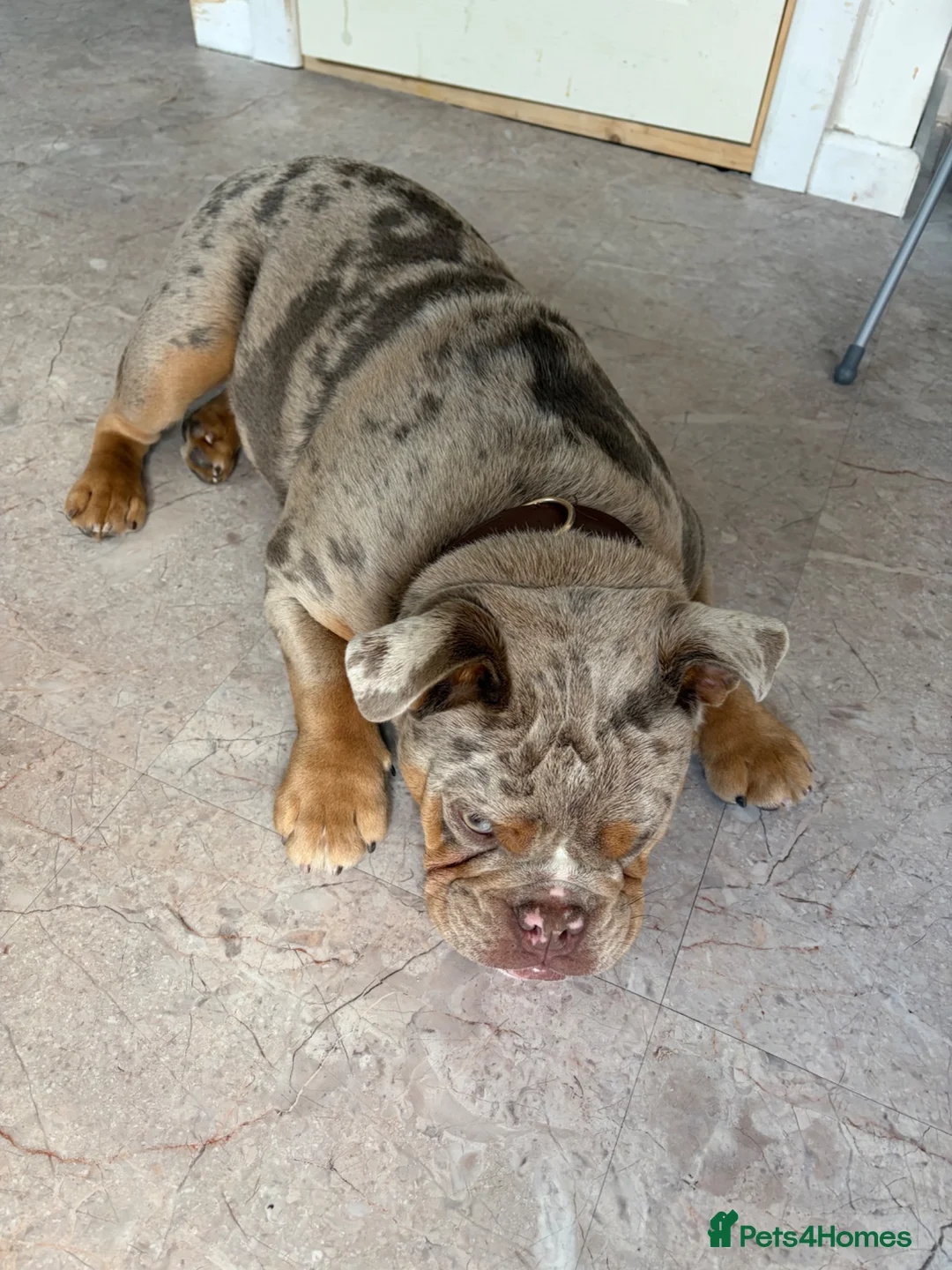 English Bulldog dogs for sale: KC Reg Female English Bulldog Lilac Merle 6 Months - Advert 3