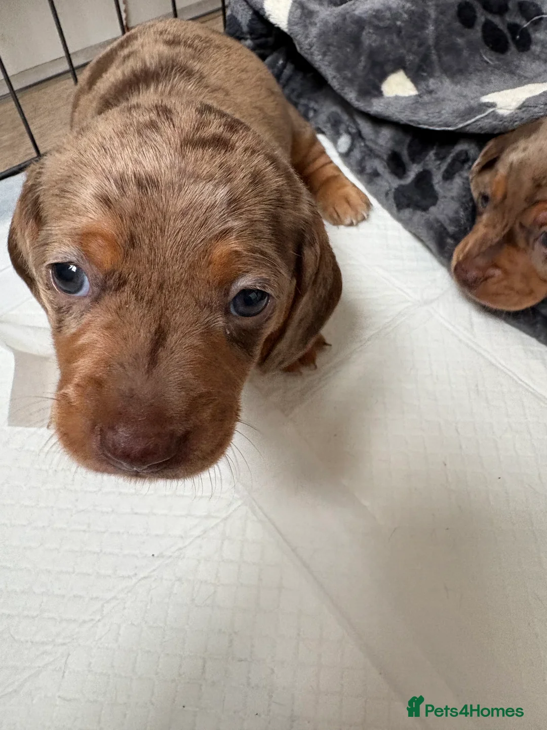 Miniature Dachshund dogs for sale: Miniature dachshund  - Advert 2